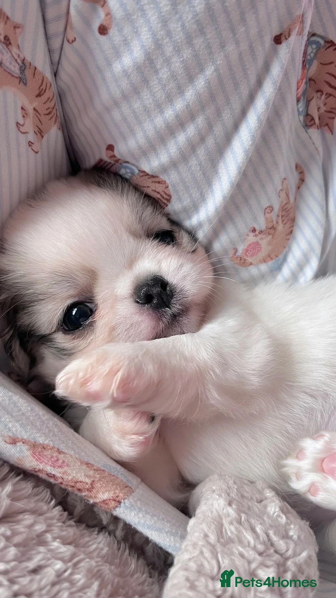 Chihuahua dogs for sale: Long Coat Chihuahua Boys Outstanding Quality ⭐️ - Advert 23