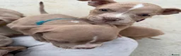 American Bully dogs for sale: Pocket bully puppies  - Advert 7