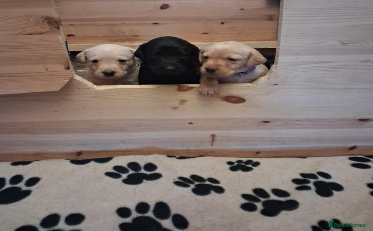 Labrador Retriever dogs - Advert 3