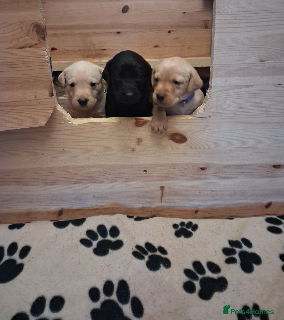 Labrador Retriever dogs for sale: Superb litter for working/competition/pet - Image 1