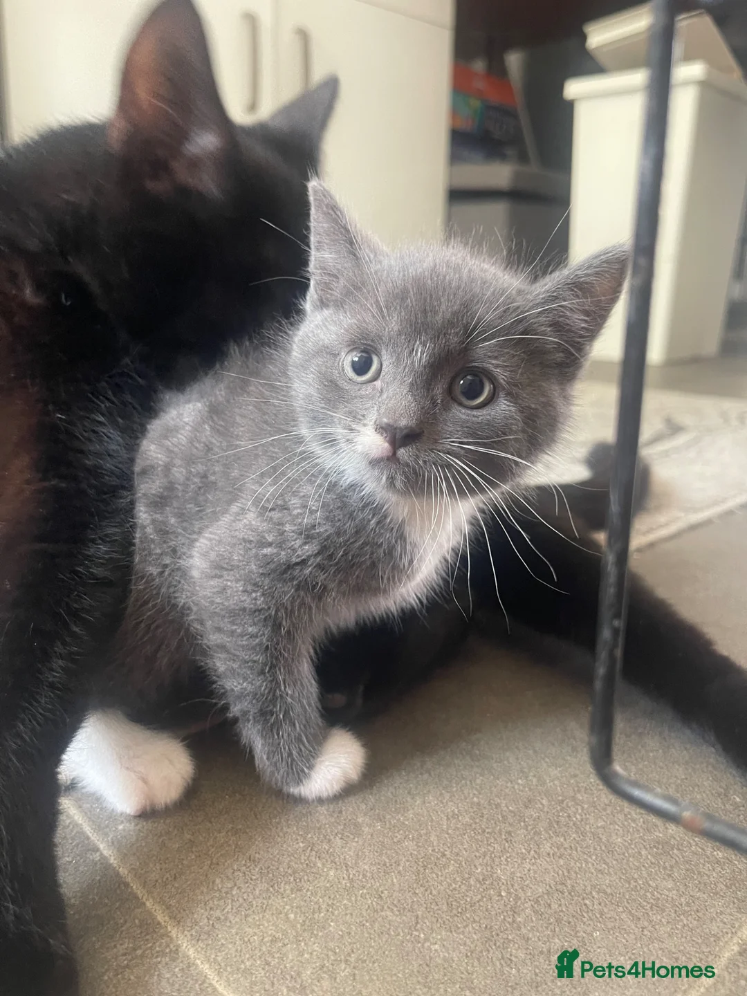 British Shorthair cats for sale: Beautiful kittens - two grey and one black - Advert 1