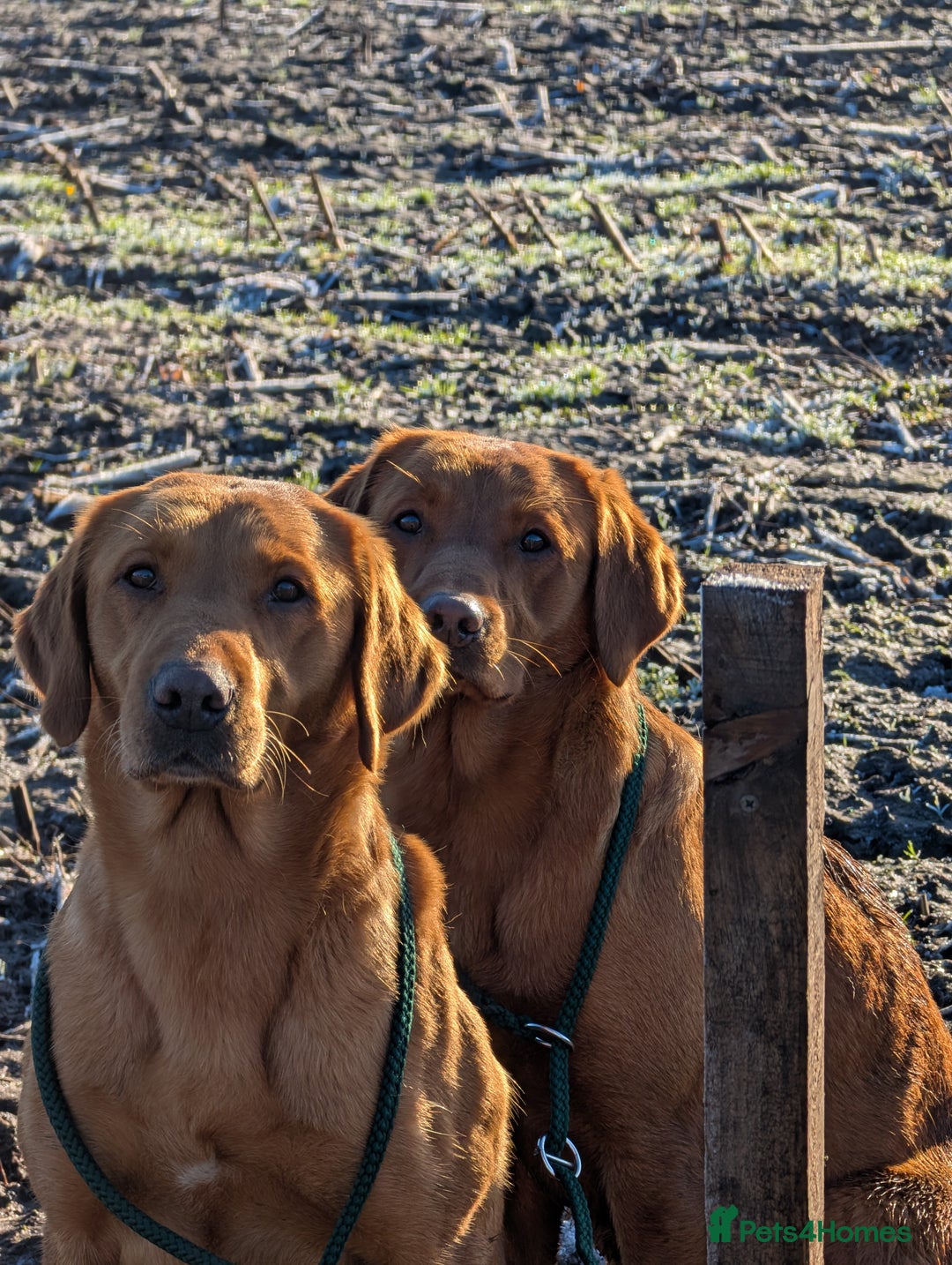 Labrador Retriever dogs for sale: Fab KC Fox Red Pups - 4* Higher Standard Breeder - Advert 6