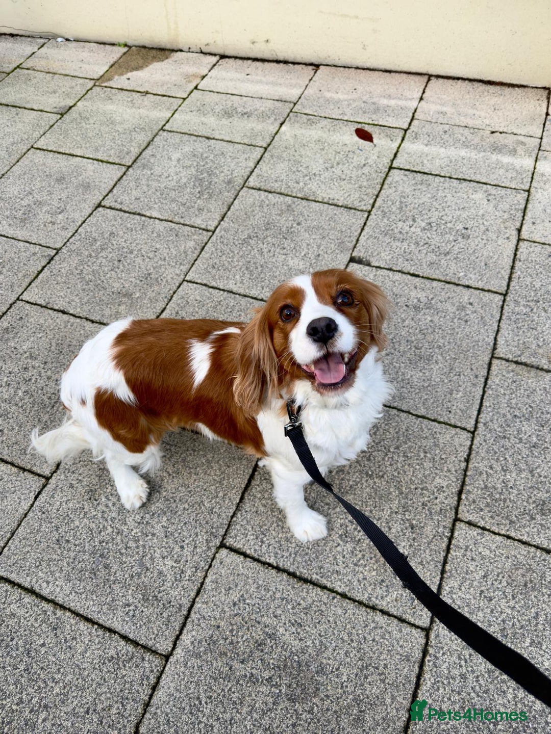 Cavalier King Charles Spaniel dogs for sale: lovely girls available - Advert 5