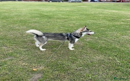 Siberian Husky dogs for stud: Husky Stud - Image 2
