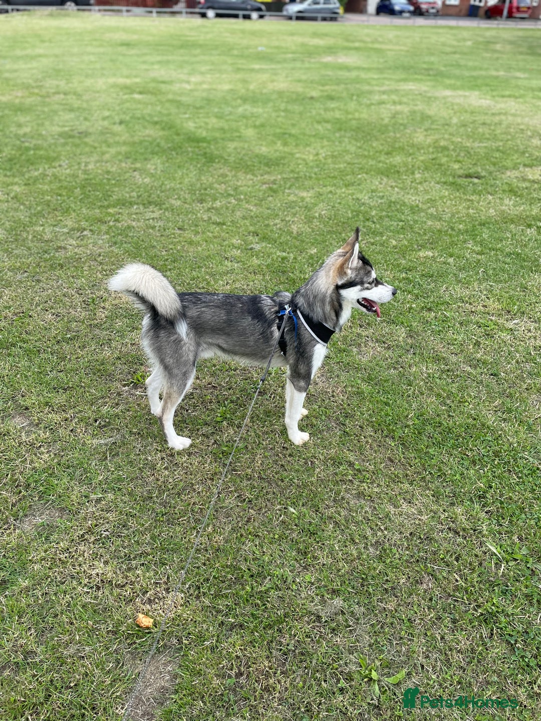 Siberian Husky dogs for stud: Husky Stud - Image 2