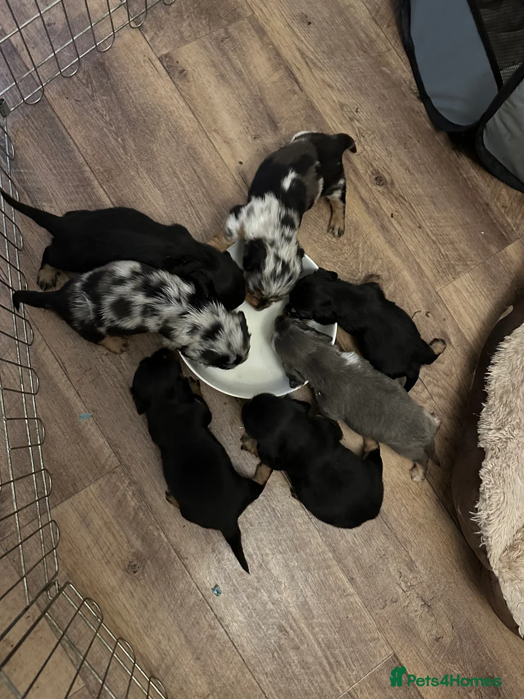 Miniature Dachshund dogs for sale: Longhairded dapple mini dachshunds  - Advert 2