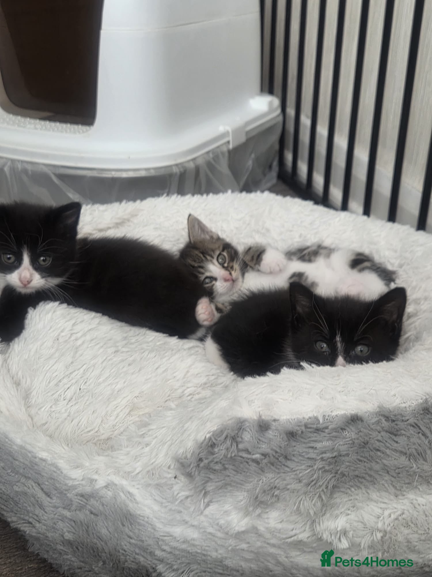 Mixed Breed cats Beautiful mixed breed kittens  - Advert 1