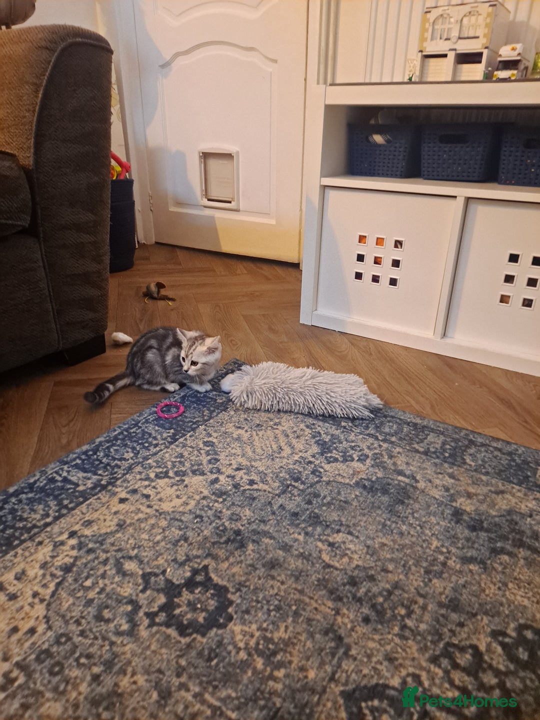 Bengal cats for sale: Beautiful bengal x persian kittens - Advert 1