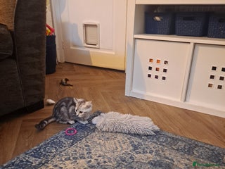 Bengal cats Beautiful bengal x persian kittens - Advert 6