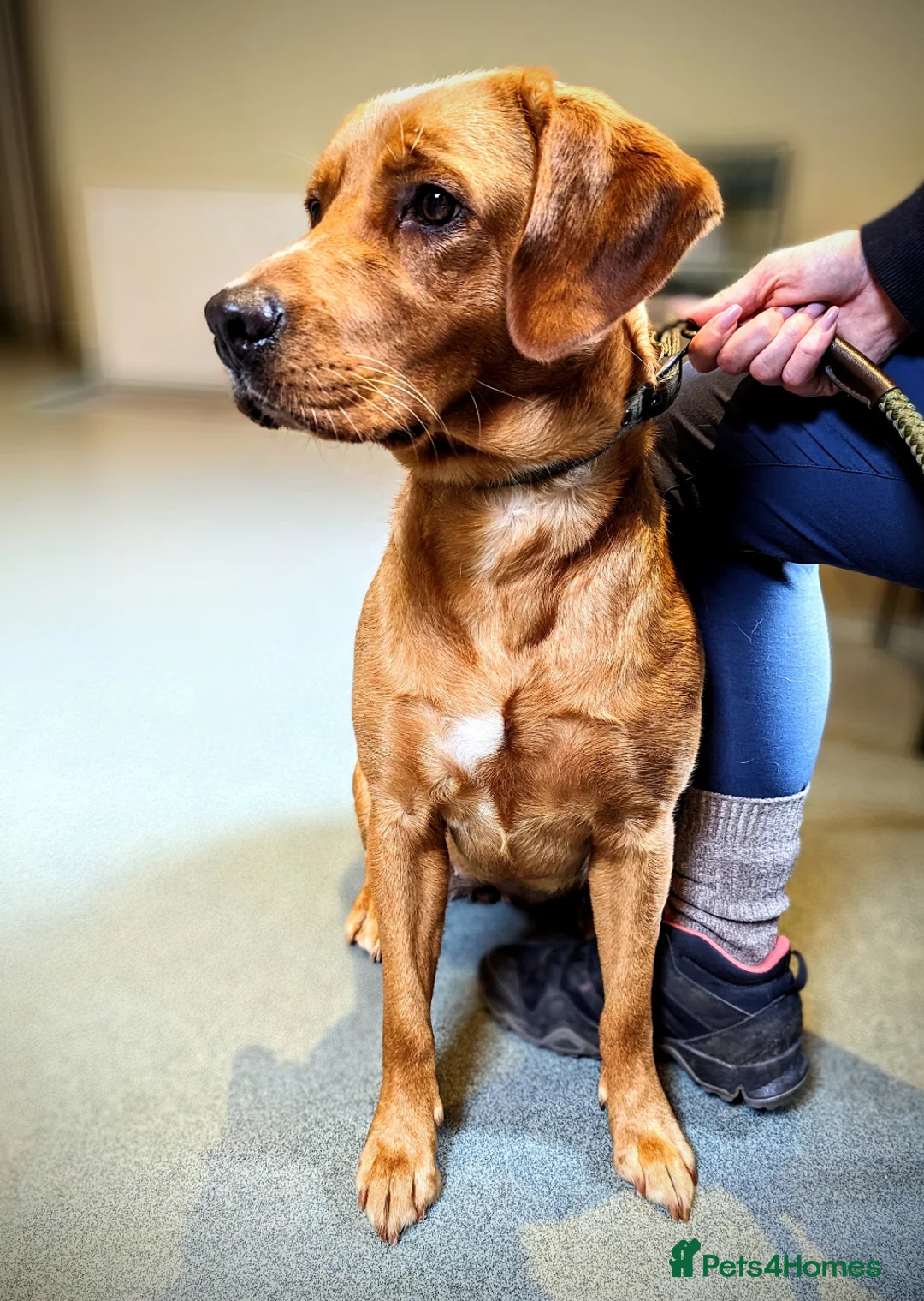 Labrador Retriever dogs for sale: RKC Fox Red Bitch Puppy ready to leave 23rd Feb - Advert 5