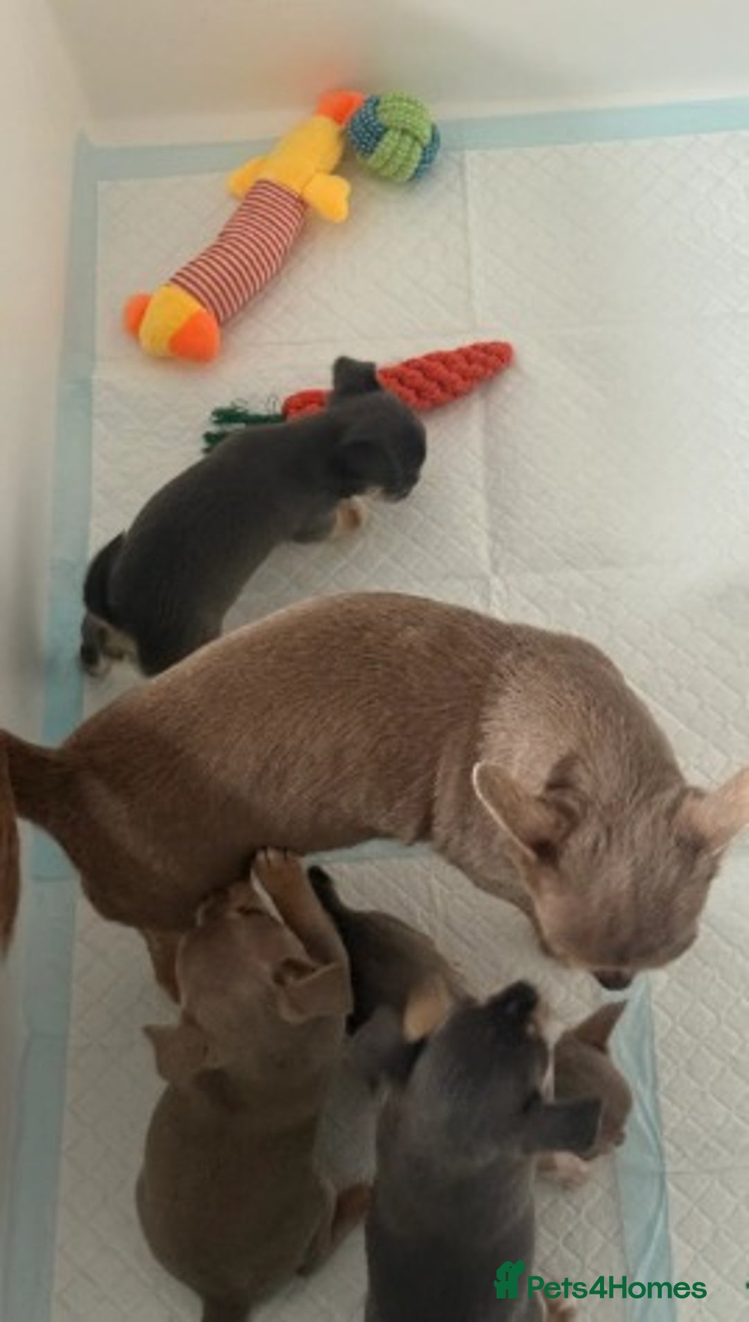 Chihuahua dogs for sale:  Stunning Blue & Lilac Tri Chihuahua Puppies  - Advert 5