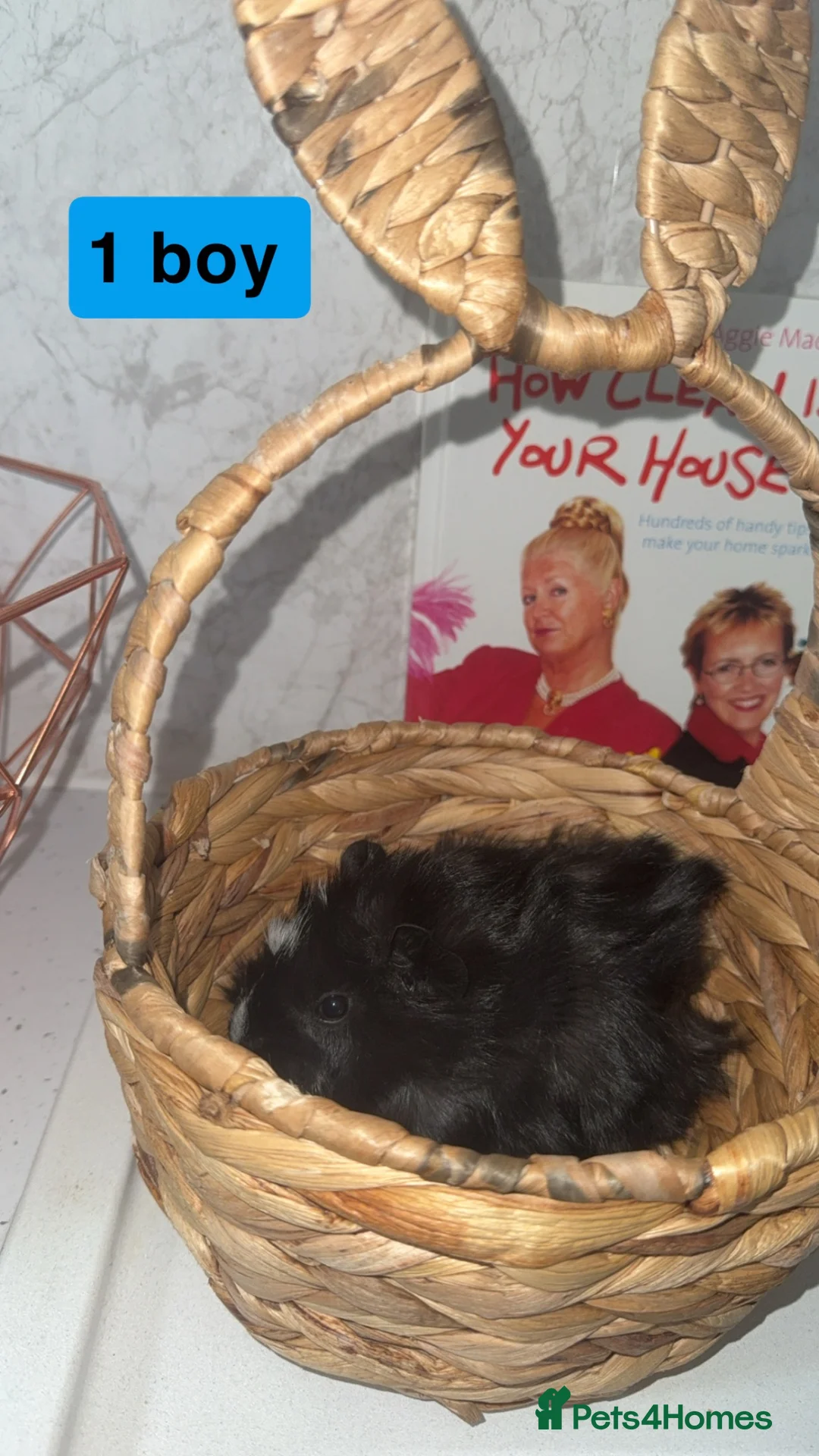 Guinea Pig rodents for sale: 4 baby guinea pigs looking for their forever home - Advert 2