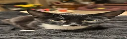 Mixed Breed cats for sale: Tuxedo male, age 2 - Advert 2