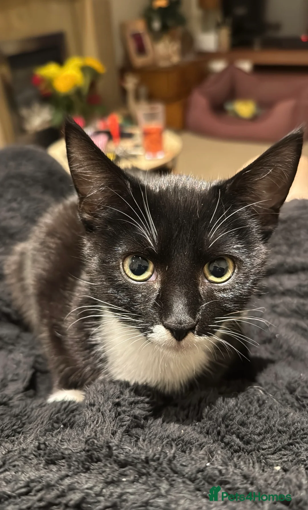 Mixed Breed cats for sale: Tuxedo male, age 2 - Advert 2