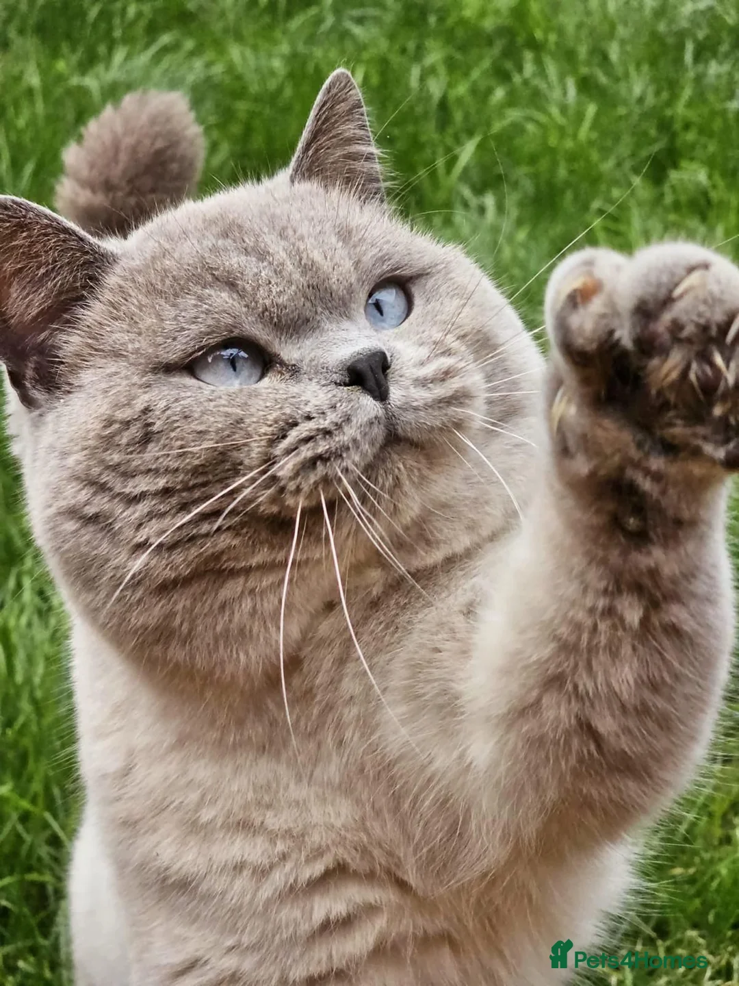 British Shorthair cats for sale:  Blue eyed British Shorthair(5 years)Colourpoint - Advert 1