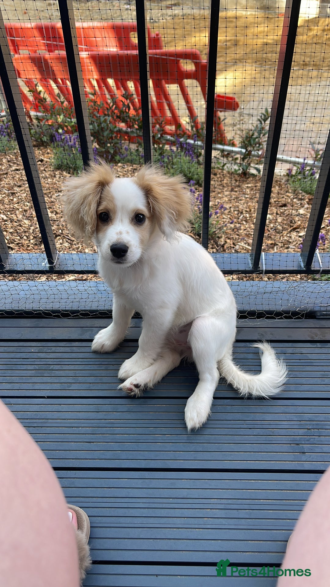 Mixed Breed dogs for sale: 4 month old female Cockerspaniel x Pom puppy - Image 6