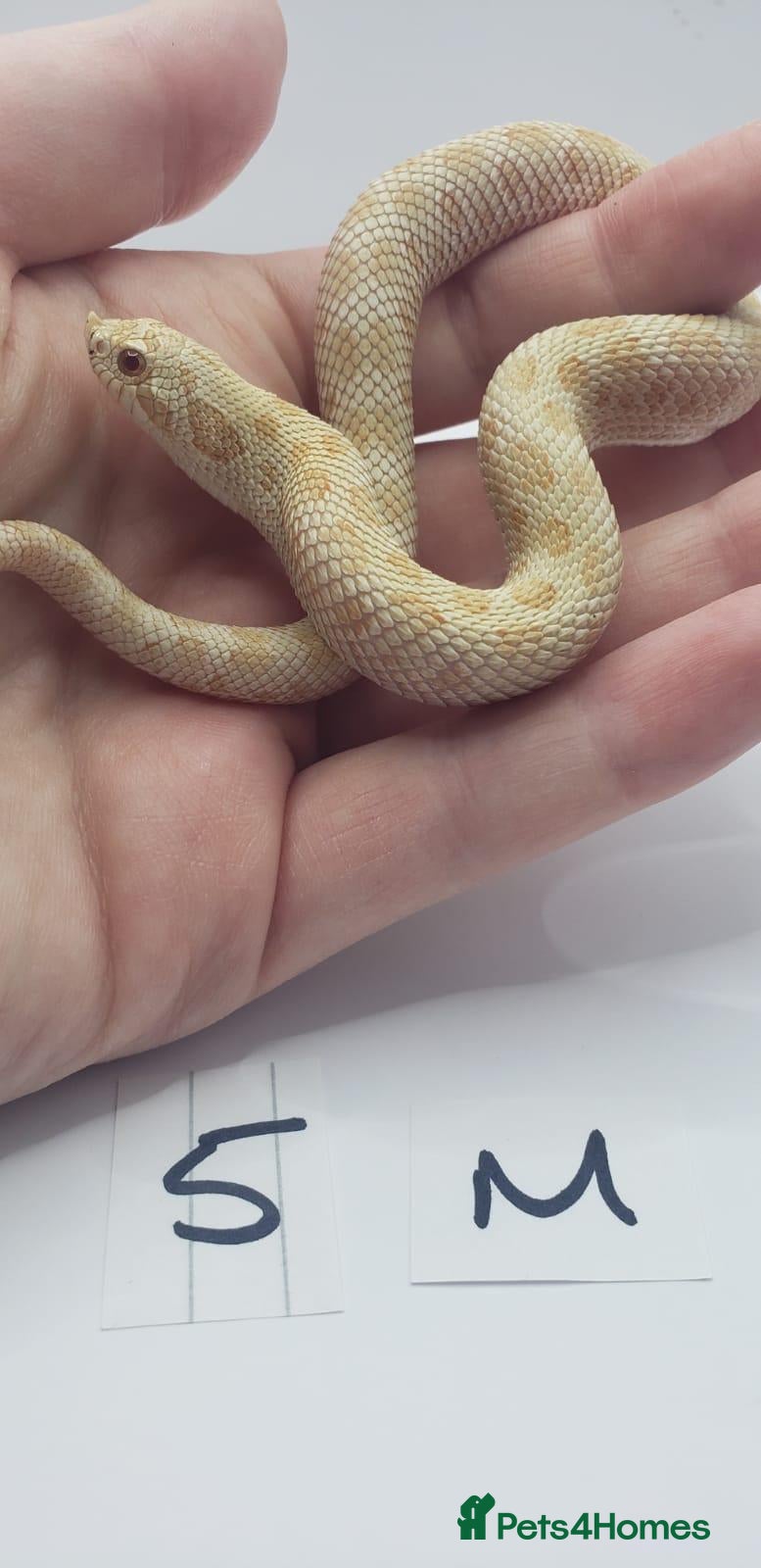 Snake reptiles Baby Western Hognoses mixed sex and morphs From - Advert 13
