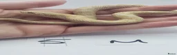 Snake reptiles for sale: Baby Western Hognoses mixed sex and morphs From - Advert 9