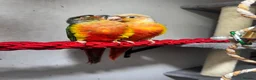Conures birds for sale: Pair of green cheeked conures  - Advert 1