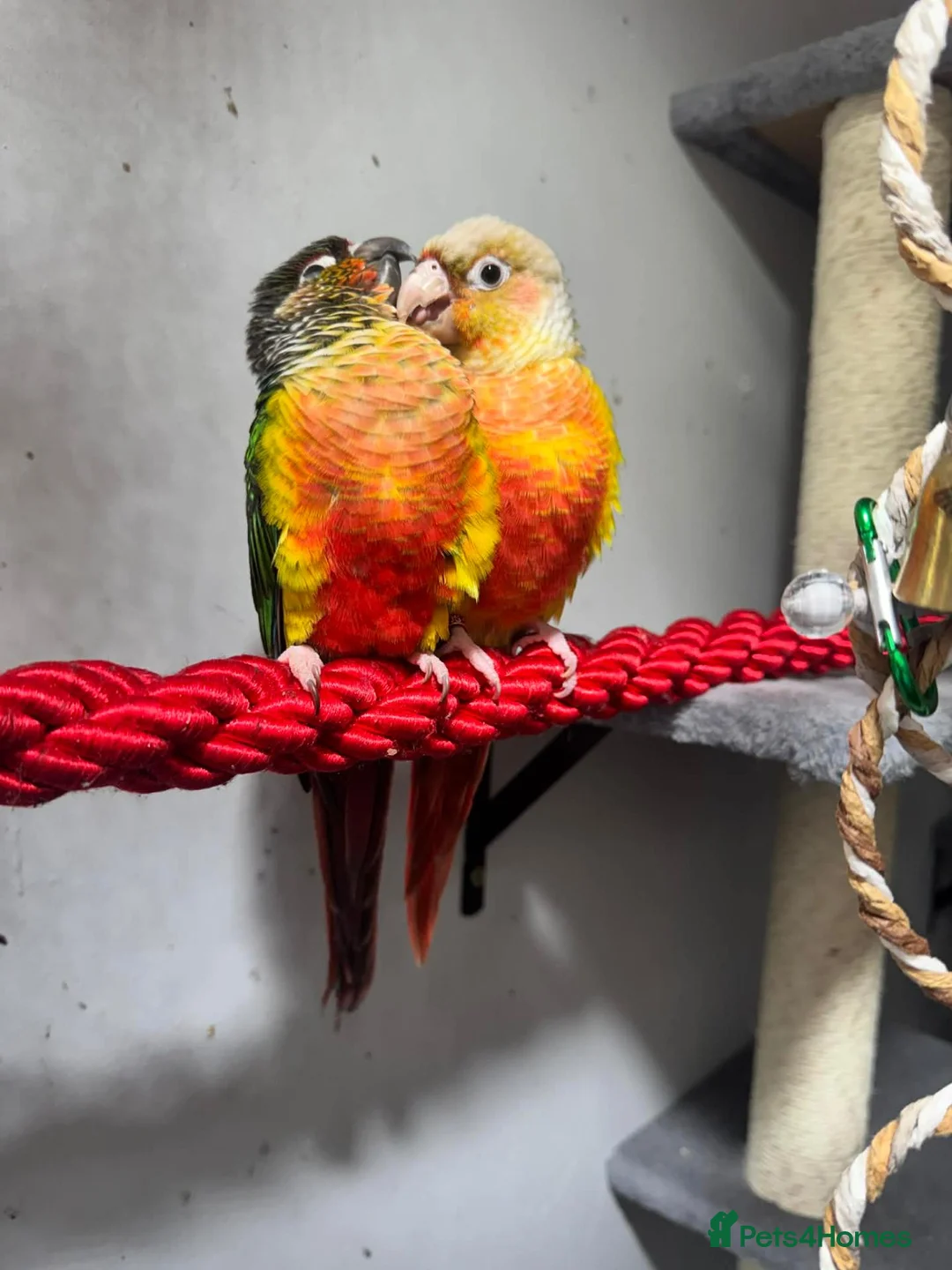 Conures birds for sale: Pair of green cheeked conures  - Advert 1