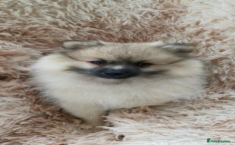 Pomeranian dogs - Advert 9