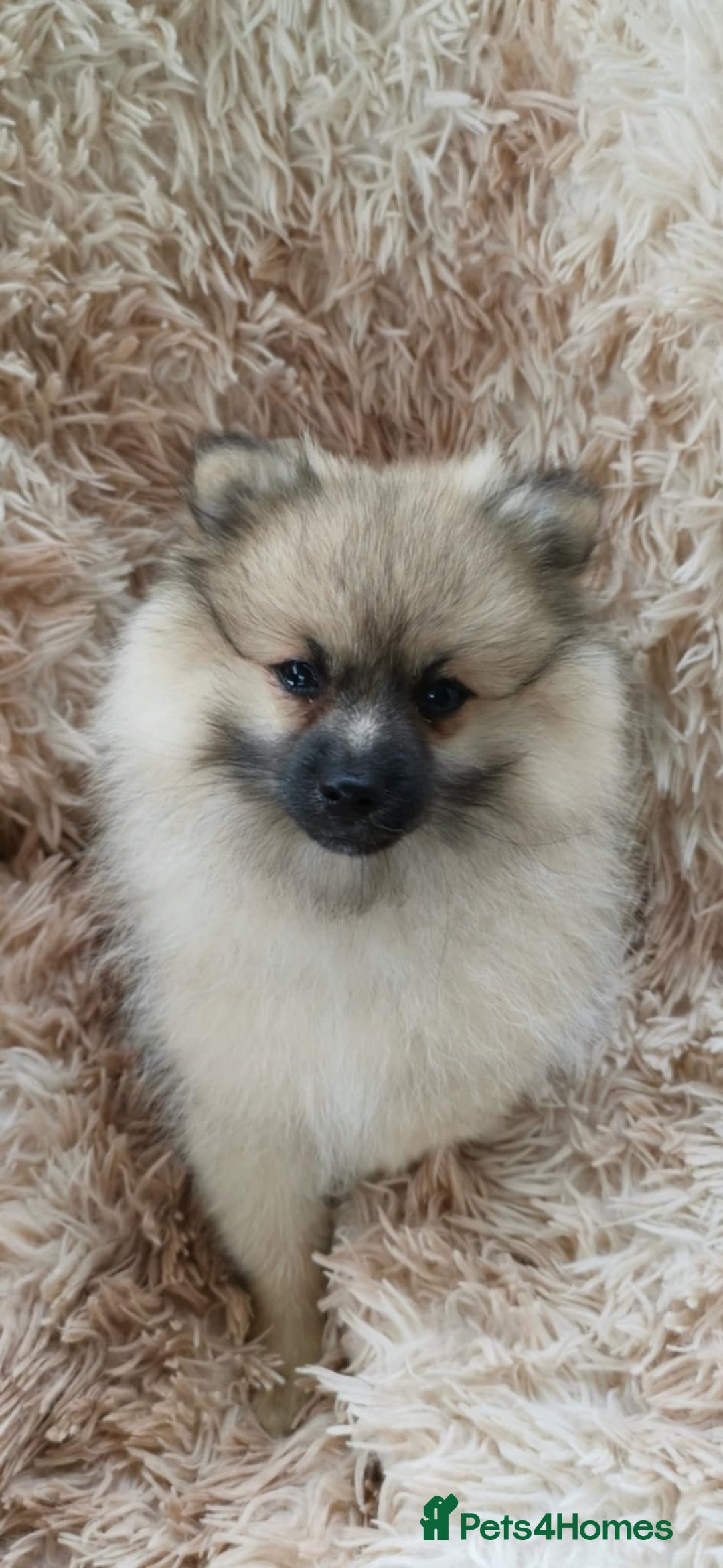 Pomeranian dogs for sale: Fluffy pomeranian looking new home - Image 1