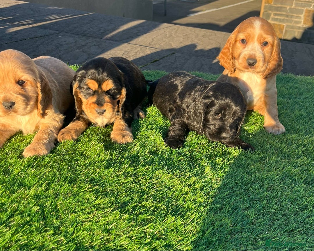Cocker Spaniel dogs for sale: KC Registered Show Type Cocker Spaniels - Advert 10