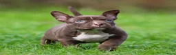 American Bully dogs for sale: READY NOW 9 beautiful ABKC pocket bullies - Advert 20