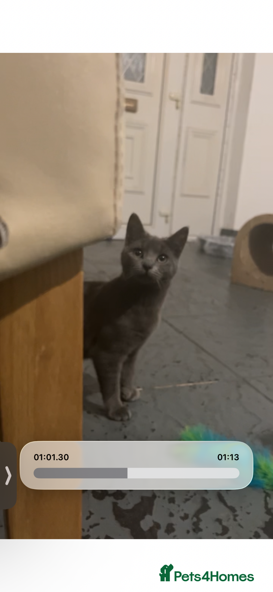 Mixed Breed cats 4 kittens require a loving forever home - Advert 14