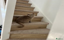 British Shorthair cats for sale: British shorthair - Image 6