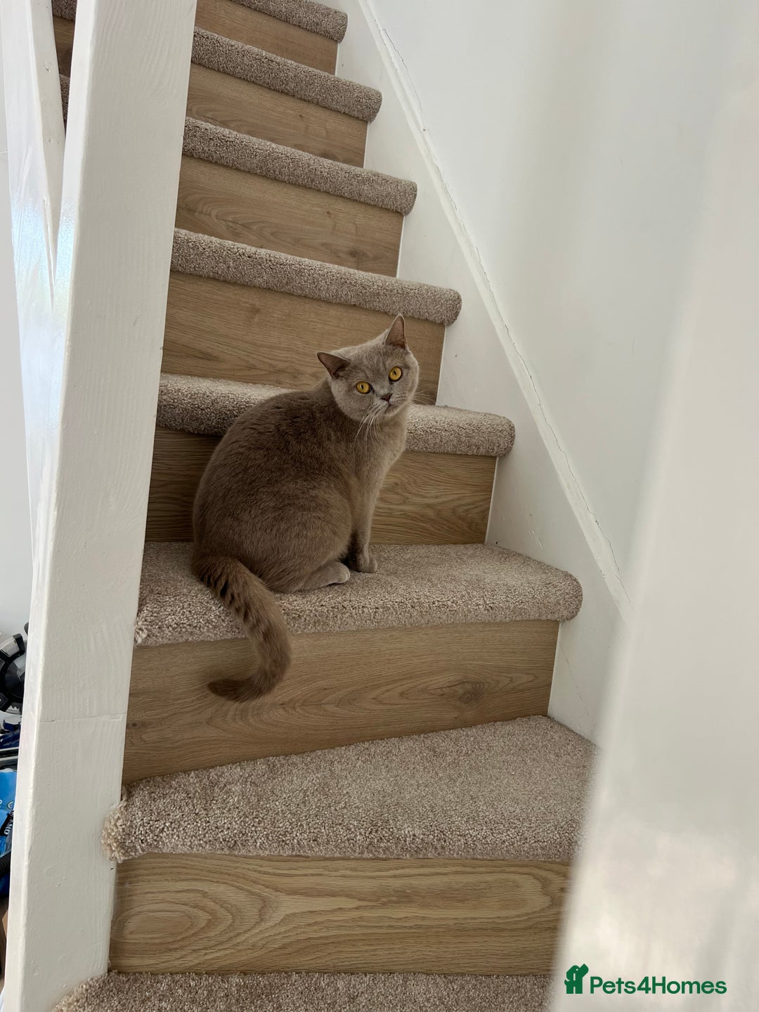 British Shorthair cats for sale: British shorthair - Image 6