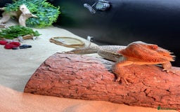 Bearded Dragon reptiles for sale: Bearded dragon  - Image 2