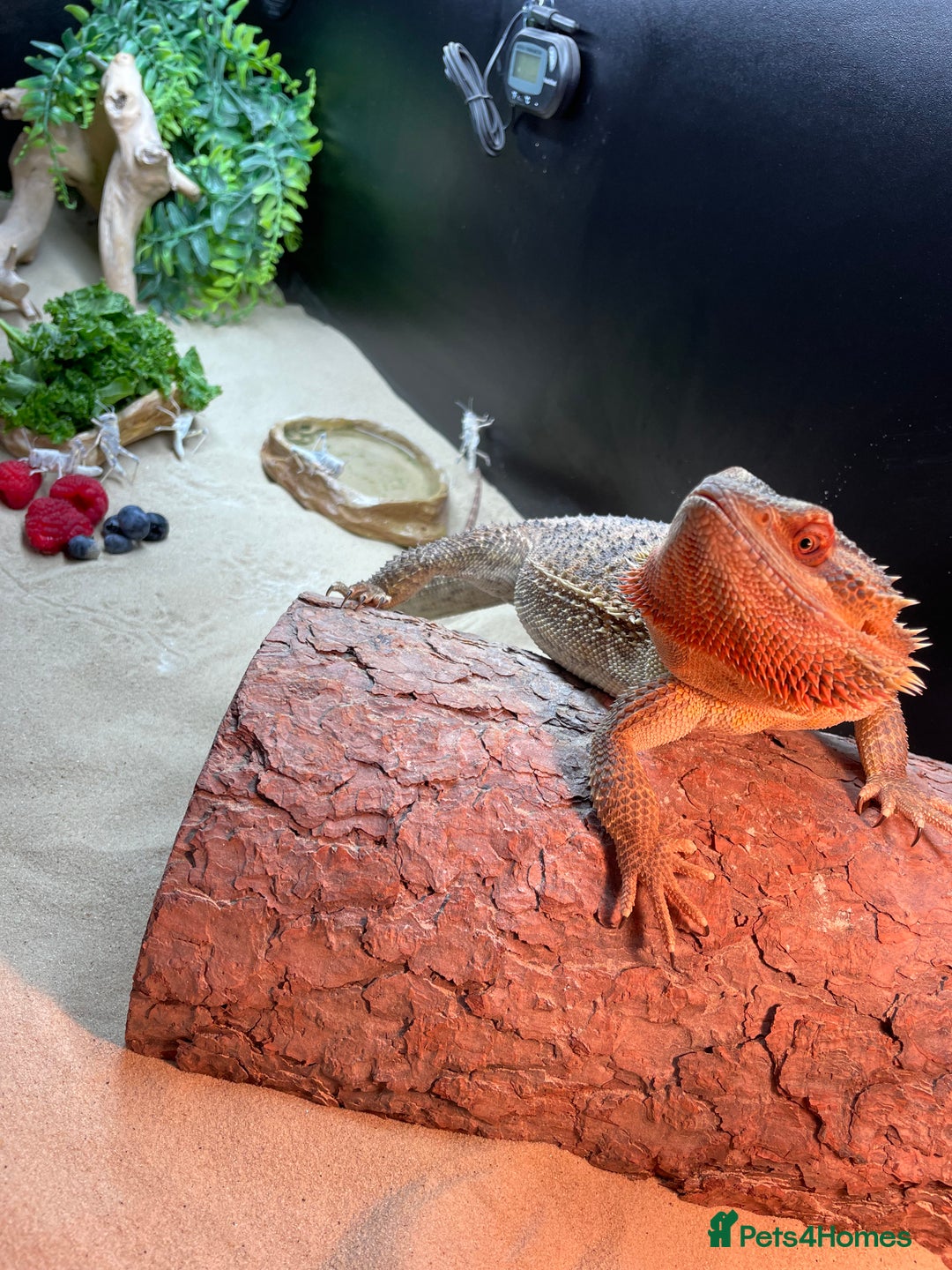 Bearded Dragon reptiles for sale: Bearded dragon  - Image 2