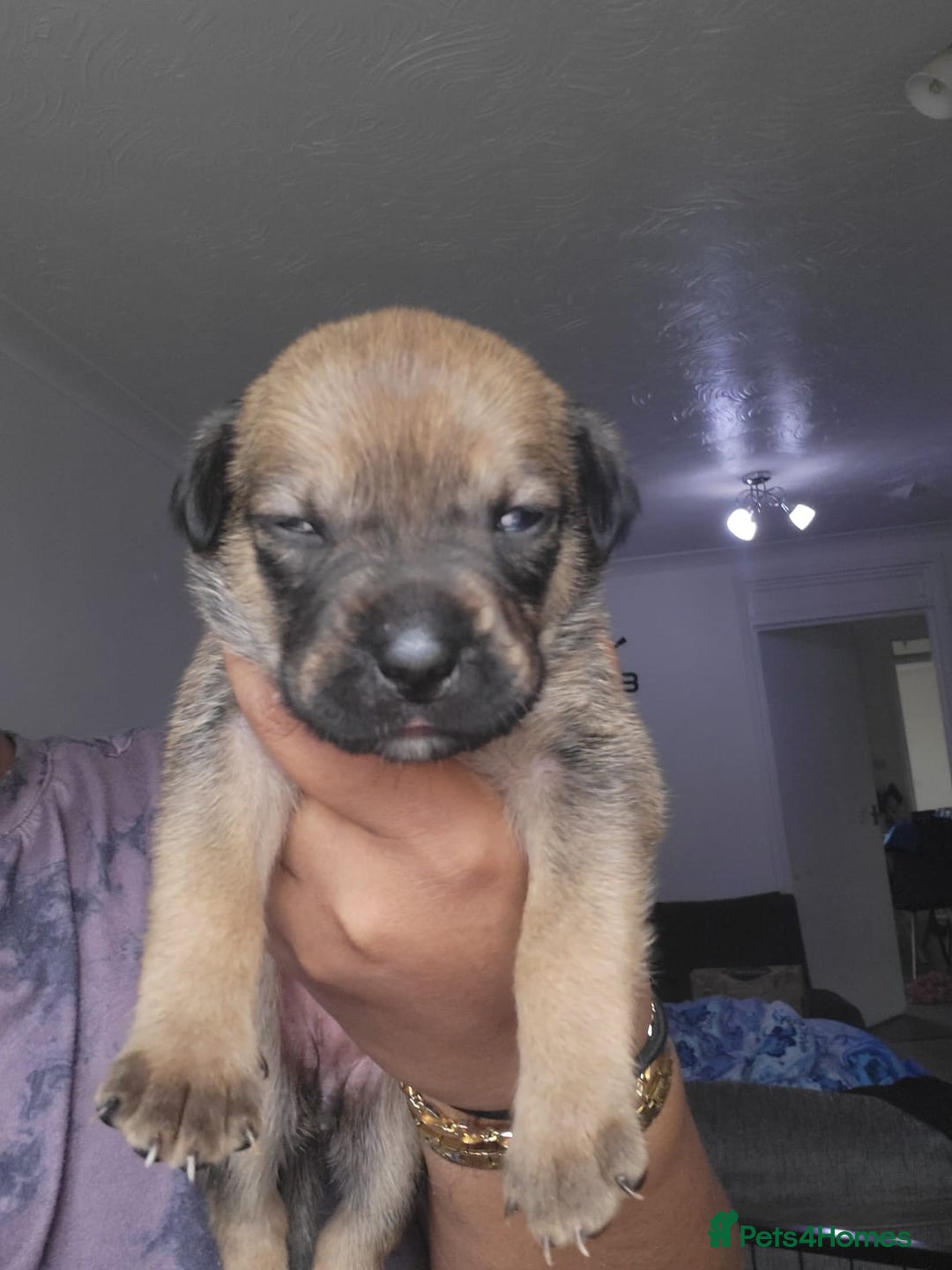Mixed Breed dogs for sale: Beautiful Ridgeback Staffy x Rottweiler Puppies - Image 7
