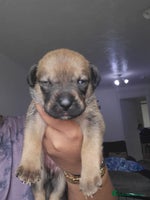 Mixed Breed dogs - Advert 6