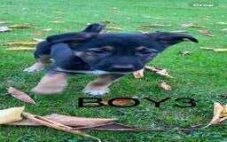German Shepherd dogs for sale: Big chunky GSD X Collie pups ready now. - Image 4