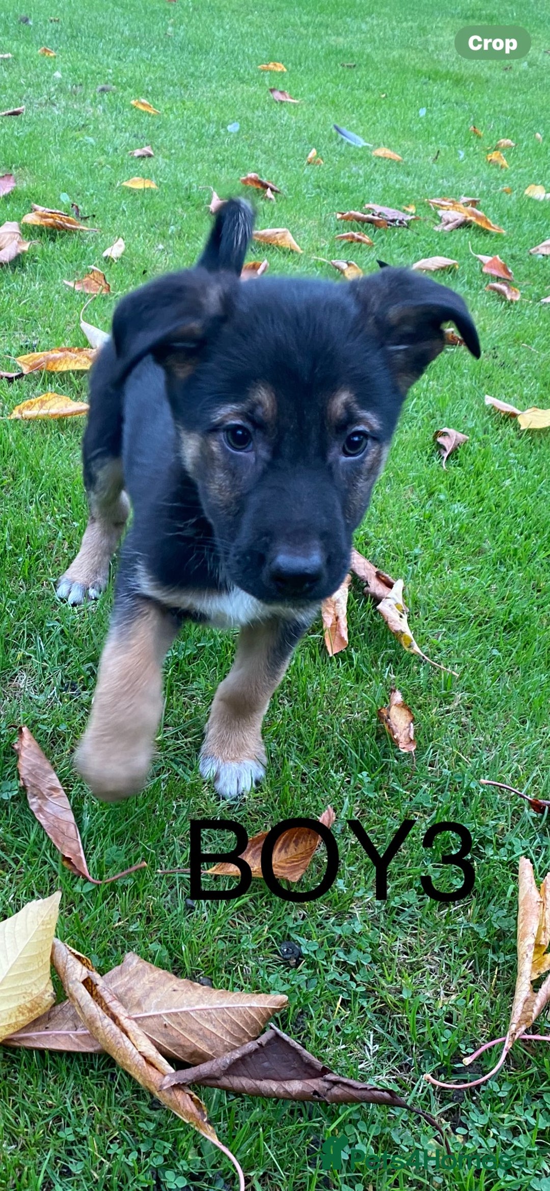 German Shepherd dogs for sale: Big chunky GSD X Collie pups ready now. - Image 4