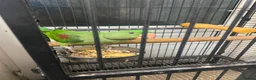 Budgerigars birds for sale: 🦜 Hand-Reared Alexandrine Parrot  in Halifax - Advert 9