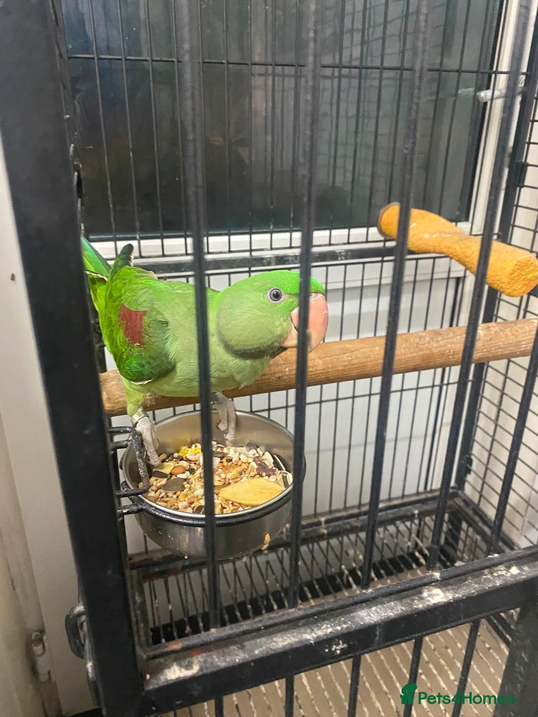 Budgerigars birds for sale: 🦜 Hand-Reared Alexandrine Parrot  in Halifax - Advert 9