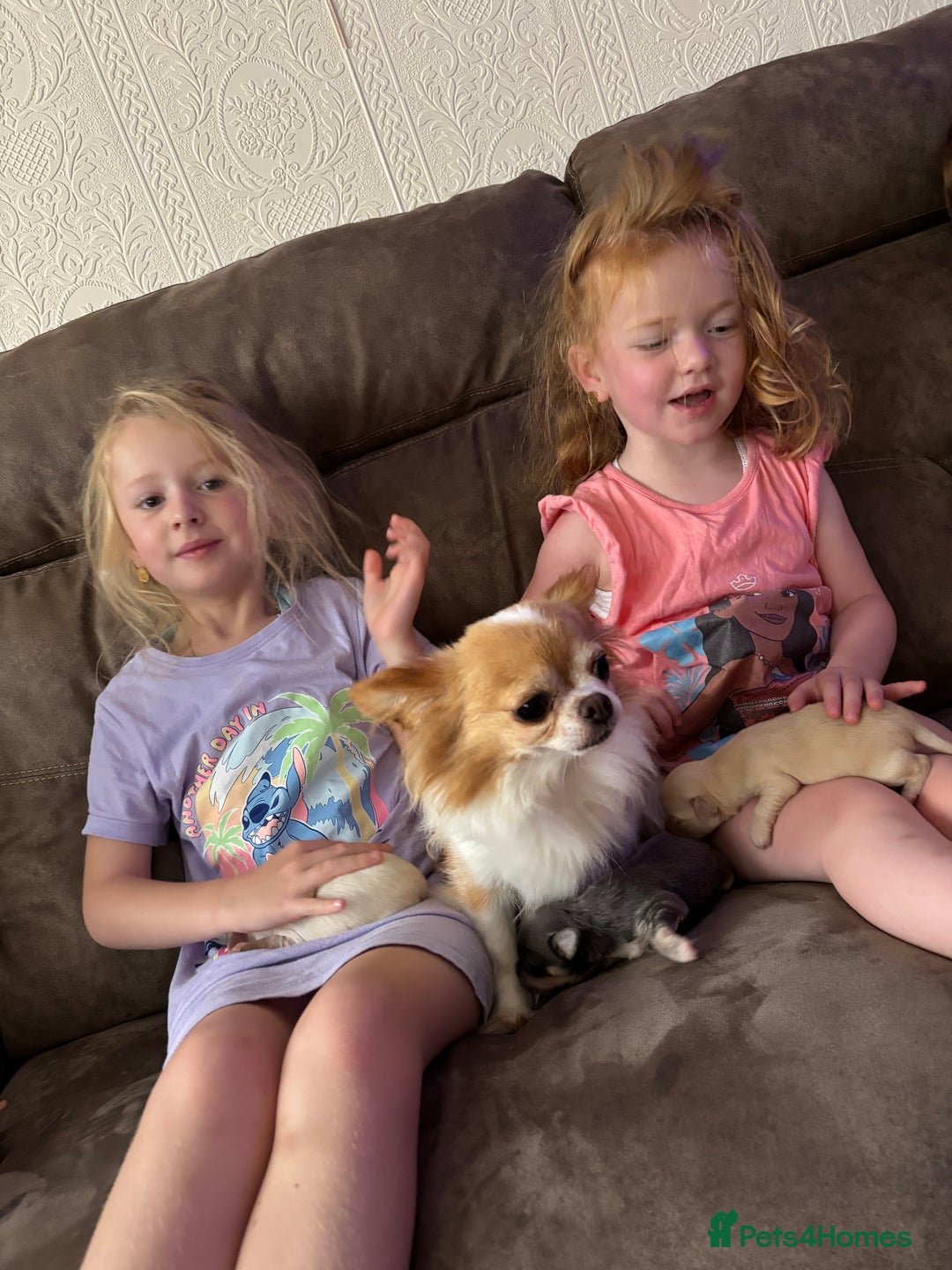 Chihuahua dogs for sale: Long coat chihuahua pups - Image 11