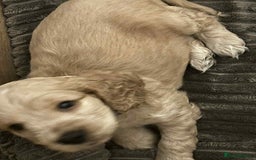 Cockapoo dogs for sale: 5 beautiful cockapoo's - Image 2