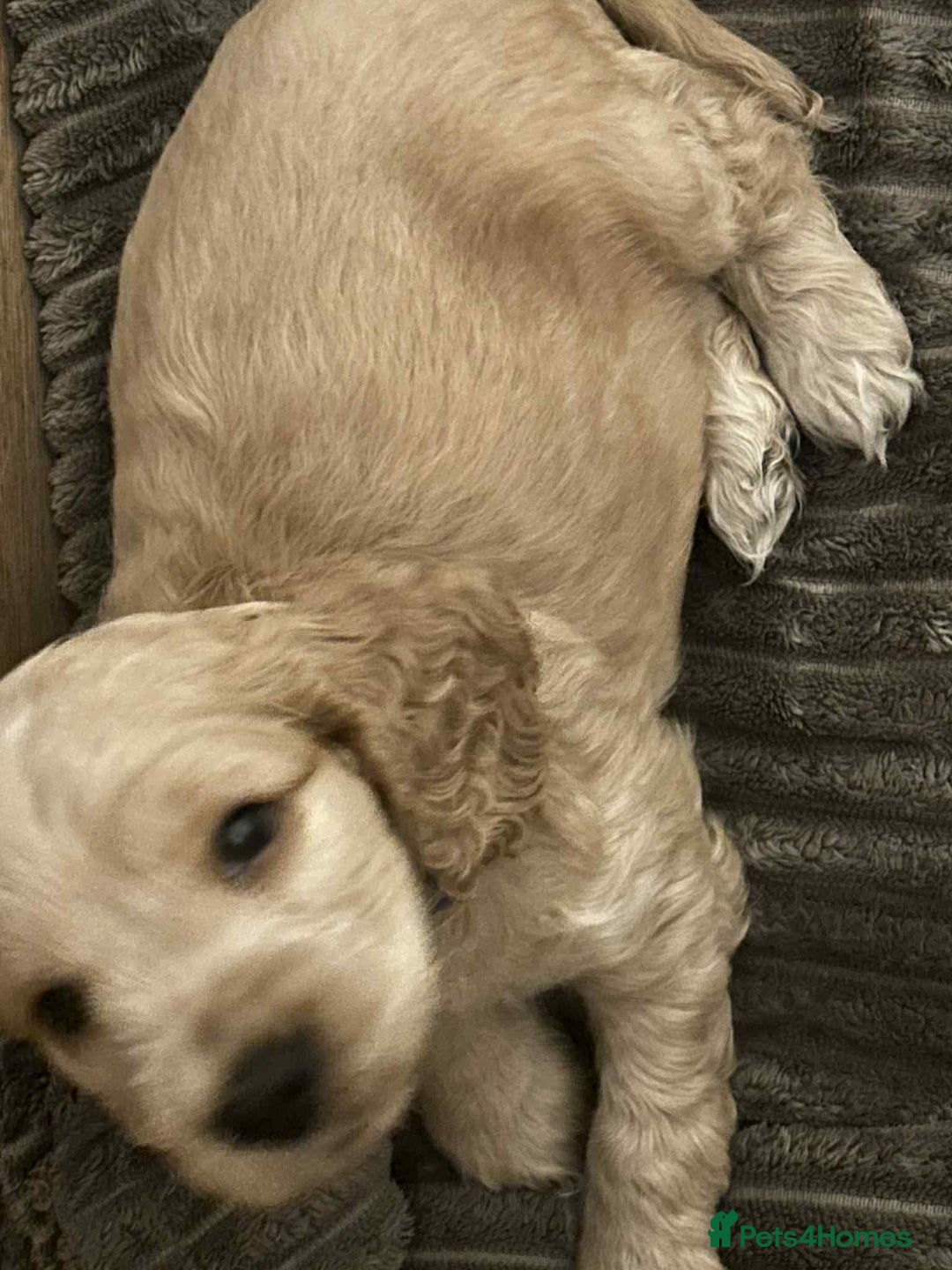 Cockapoo dogs for sale: 5 beautiful cockapoo's - Image 2