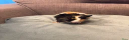 Guinea Pig rodents for sale: Baby boy guinea pigs  - Advert 6