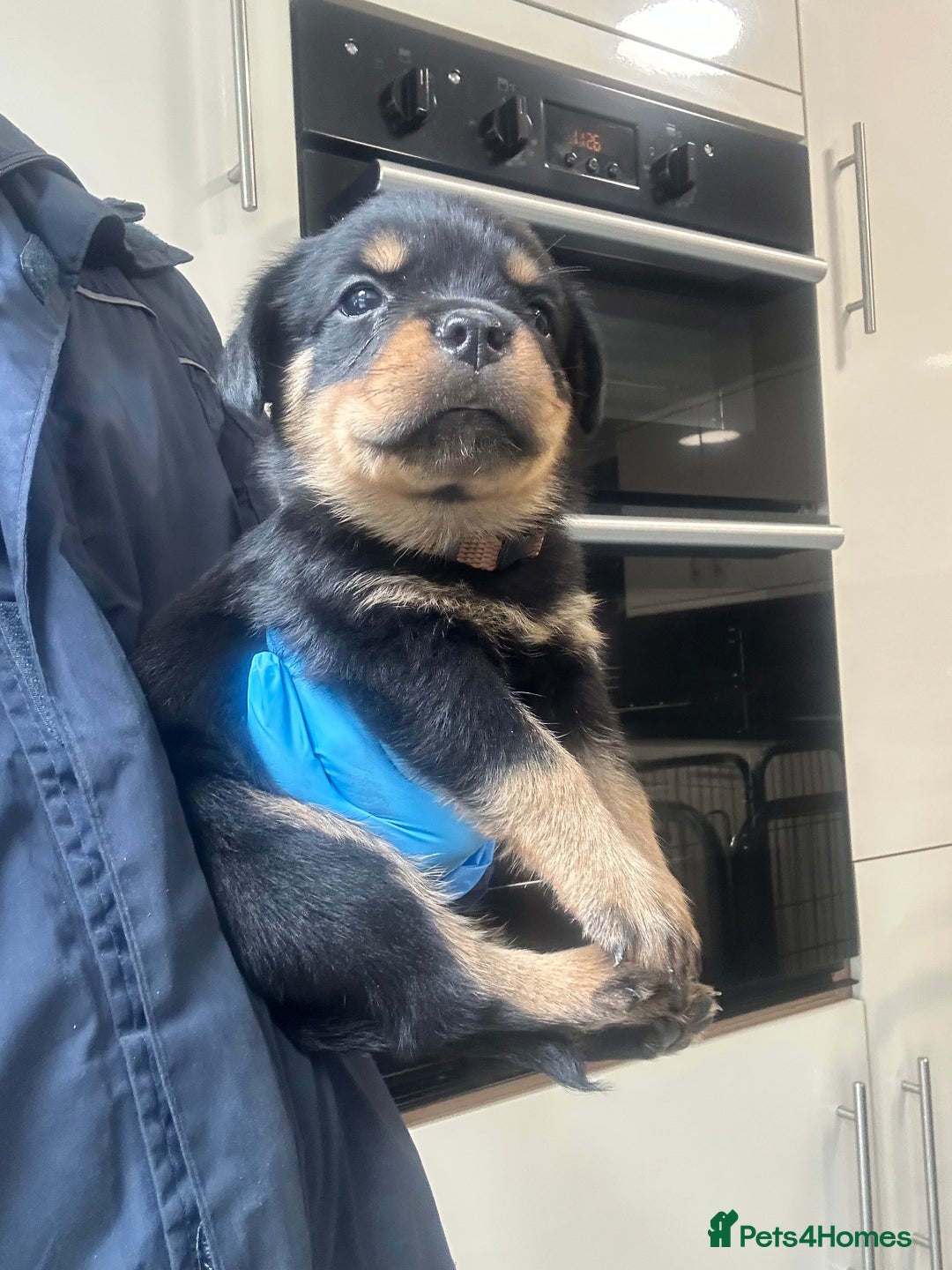 Rottweiler dogs for sale: Kc Registered Rottwiler Puppies  - Image 17