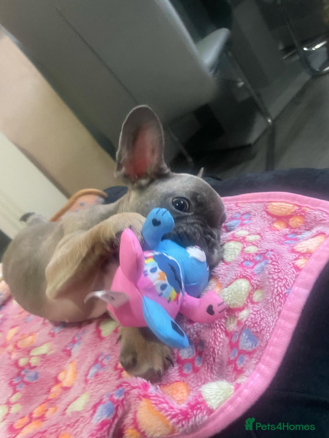 French Bulldog dogs for sale: French bulldog - Image 25