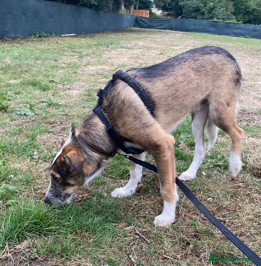 Mixed Breed dogs for adoption: Meet DAVE - a Lovely young boy, for a Loving Home - Image 9