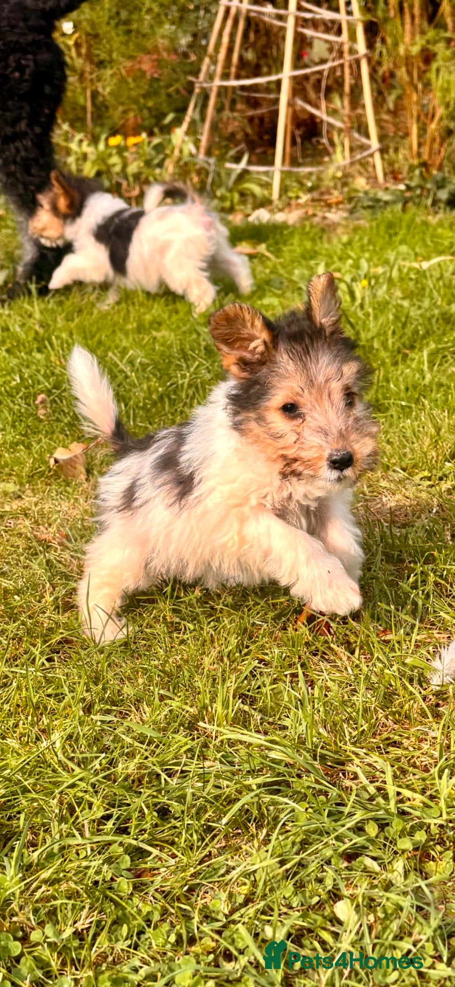 Fox Terrier dogs 5 X Beautiful Wire Fox Terrier Puppies - Advert 12