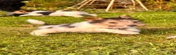 Fox Terrier dogs for sale: 5 X Beautiful Wire Fox Terrier Puppies - Advert 1