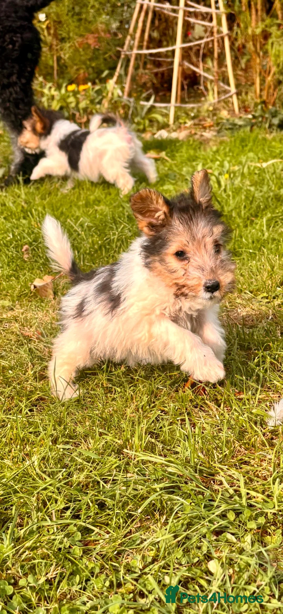 Fox Terrier dogs for sale: 5 X Beautiful Wire Fox Terrier Puppies - Advert 1