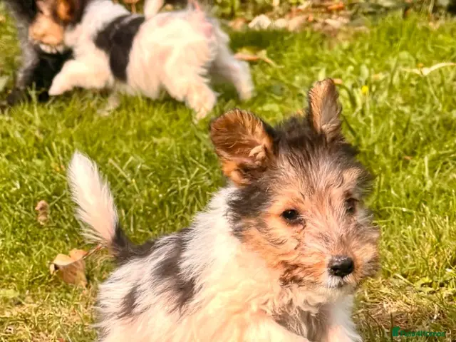 Fox Terrier dogs for sale: 5 X Beautiful Wire Fox Terrier Puppies - Advert 6